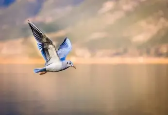 ماذا تعني رؤية طيور النورس في الحلم؟