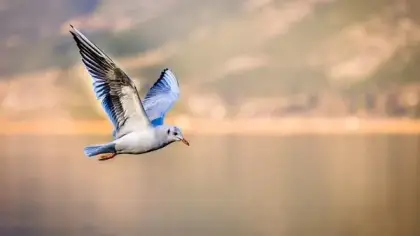 ماذا تعني رؤية طيور النورس في الحلم؟