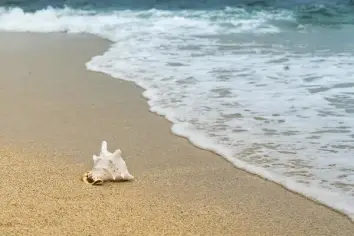 ماذا يرمز الصدف في المنام ولماذا يظهر لك؟