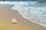 ماذا يرمز الصدف في المنام ولماذا يظهر لك؟