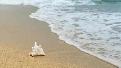 ماذا يرمز الصدف في المنام ولماذا يظهر لك؟