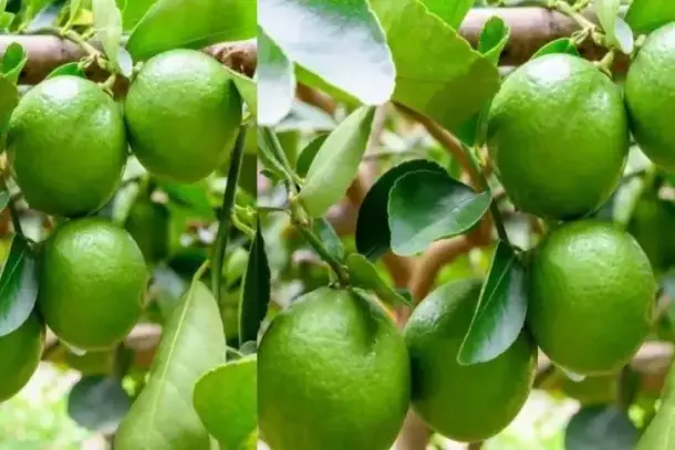 صورة توضيحية للمقال
