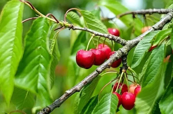 ماذا تعني رؤية الكرز في المنام؟