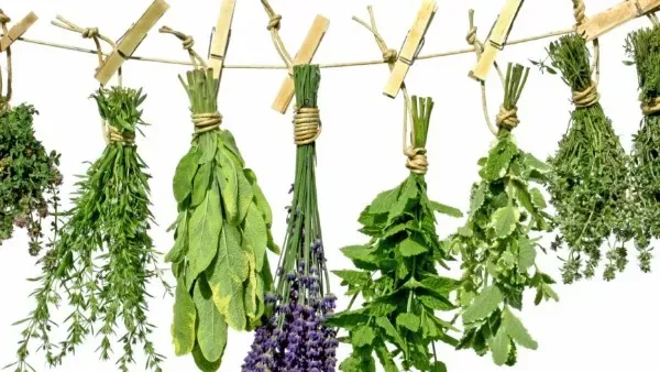 الأعشاب الطبيعية للتخلص من الغازات والانتفاخ