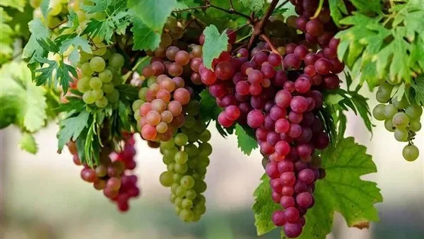 تفسير رؤية عناقيد العنب في المنام