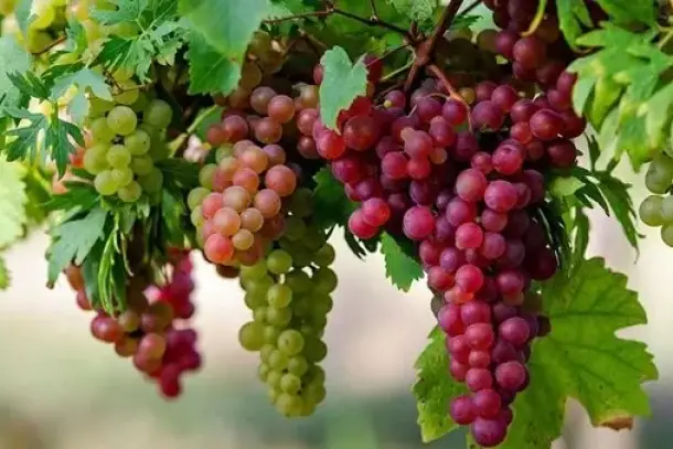 عناقيد العنب في المنام