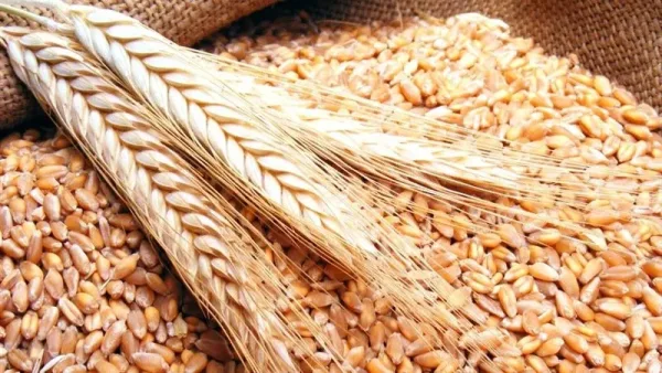 تفسير رؤية القمح في المنام
