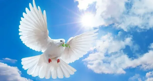 أجمل الأقوال والحكم الملهمة عن السلام