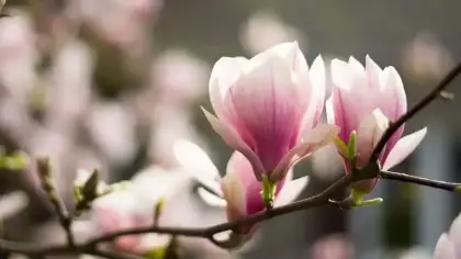 تفسير حلم شجرة الماغنوليا في المنام