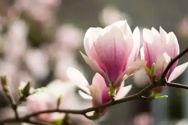 صورة توضيحية للمقال