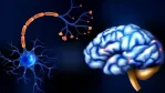 داء الكيسات العصبية: أسبابها وأعراضها وعلاجها