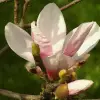 ماذا تعرف عن زهرة الماغنوليا؟ تاريخها العريق ومعانيها