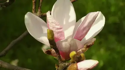 ماذا تعرف عن زهرة الماغنوليا؟ تاريخها العريق ومعانيها