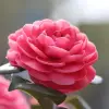 ماذا تعني ألوان زهرة الكاميليا المختلفة؟