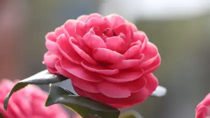 ماذا تعني ألوان زهرة الكاميليا المختلفة؟