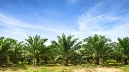 تفسير حلم النخل في المنام للرجل والمرأة
