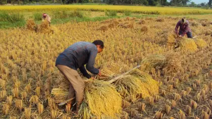 تفسير حلم الحصاد وجني المحصول في المنام
