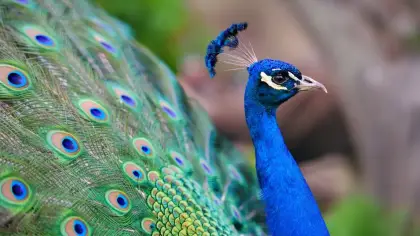 تفسير حلم رؤية الطاووس الملون في المنام