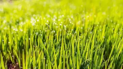 تفسير رؤية الأعشاب والعشب الأخضر واليابس في المنام