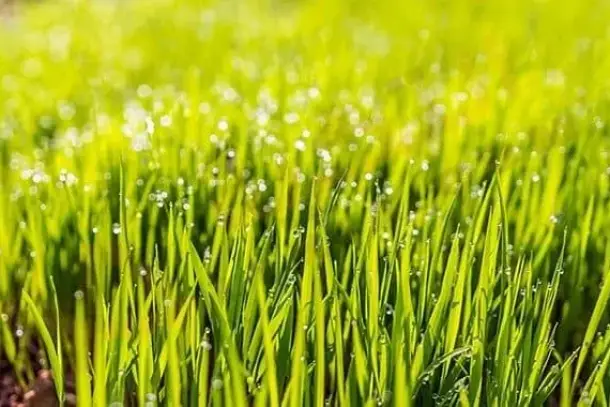 رؤية الأعشاب في المنام