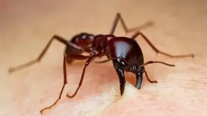 دليل تفسير رؤية النمل في البيت وعلى الجسم