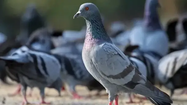 تفسير رؤية الحمام في المنام