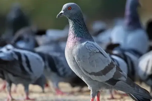 تفسير رؤية الحمام في المنام
