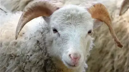 تفسير رؤية الأغنام والخرفان البيضاء في الأحلام