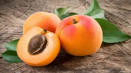 تفسير حلم أكل المشمش وقطفه من الشجرة