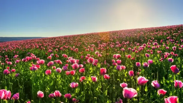 رؤية الزهور في المنام