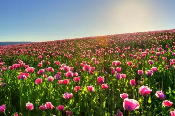 رؤية الزهور في المنام