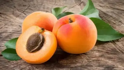 تفسير حلم أكل المشمش وقطفه من الشجرة