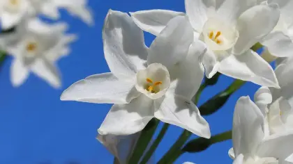 رؤية زهرة النرجس في المنام