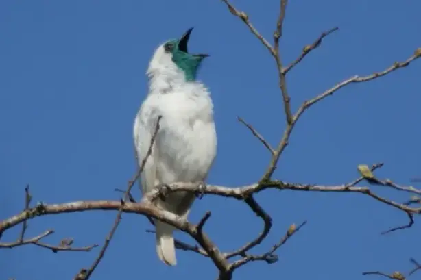 طائر الجرس عاري الحلق (بين تافينير)