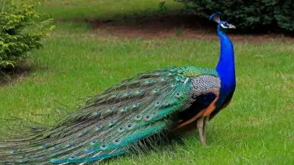 رؤية الطاووس في المنام لابن سيرين