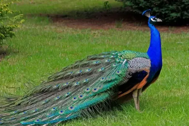 صورة توضيحية للمقال