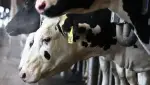 ما هو فيروس شاموندا وكيف ينتقل إلى الإنسان؟