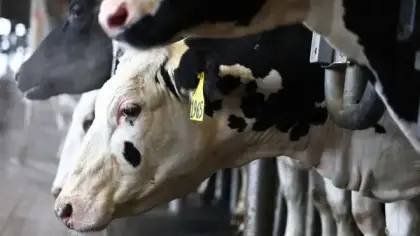 ما هو فيروس شاموندا وكيف ينتقل إلى الإنسان؟