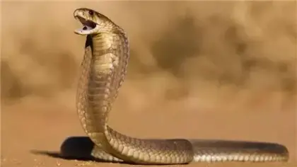 تفسير رؤية الأفعى والثعبان في الحلم لابن سيرين